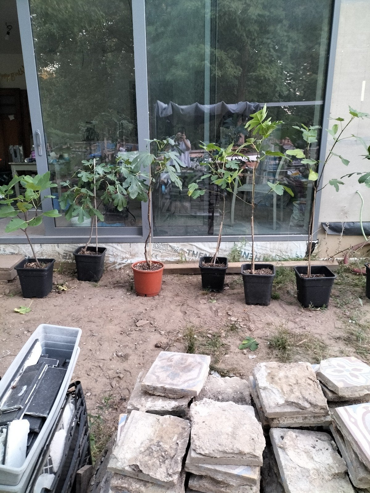 vijgen bomen diverse maten Braun turkey, Tuin en Terras, Kassen, Ophalen