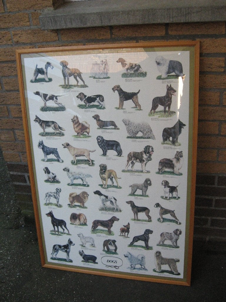 Pancarde met honden soorten, Dieren en Toebehoren, Ophalen of Verzenden, Zo goed als nieuw