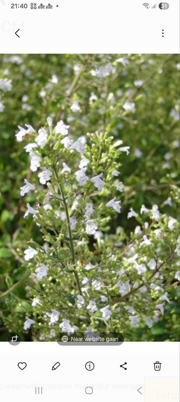 Calamintha nepeta, Tuin en Terras, Planten | Tuinplanten, Ophalen, Vaste plant