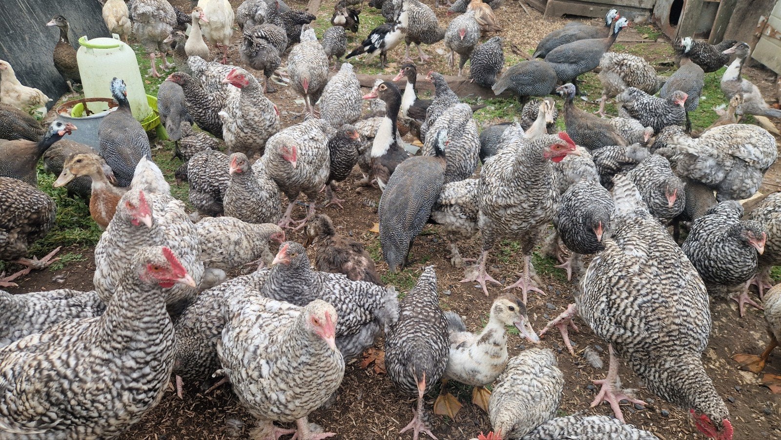 mechelse koekoek kuikens, Plusieurs animaux, Poule ou poulet
