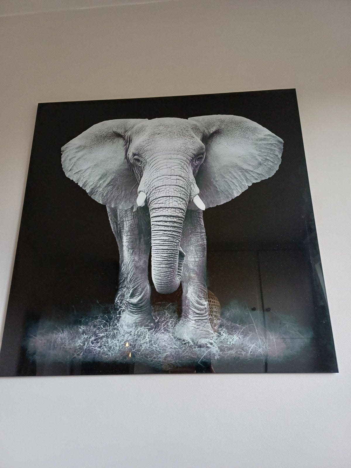 kader olifant in glas, Ophalen