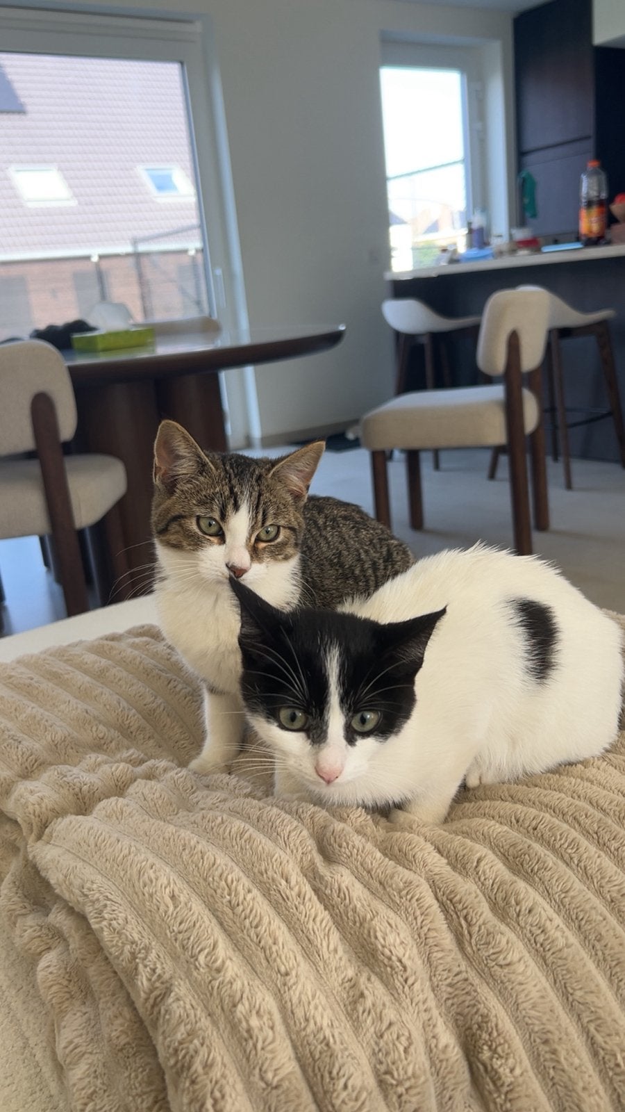 Chatons, Motos, Enlèvement