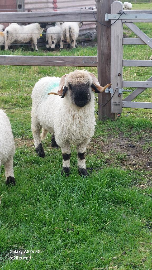 Walliser ram, Dieren en Toebehoren, Mannelijk, Schaap, 0 tot 2 jaar