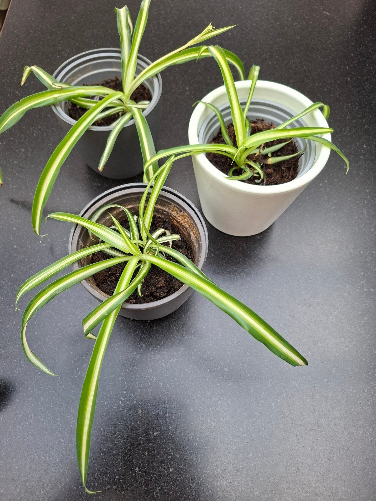 graslelie stekjes, Plante verte, Enlèvement, Autres espèces