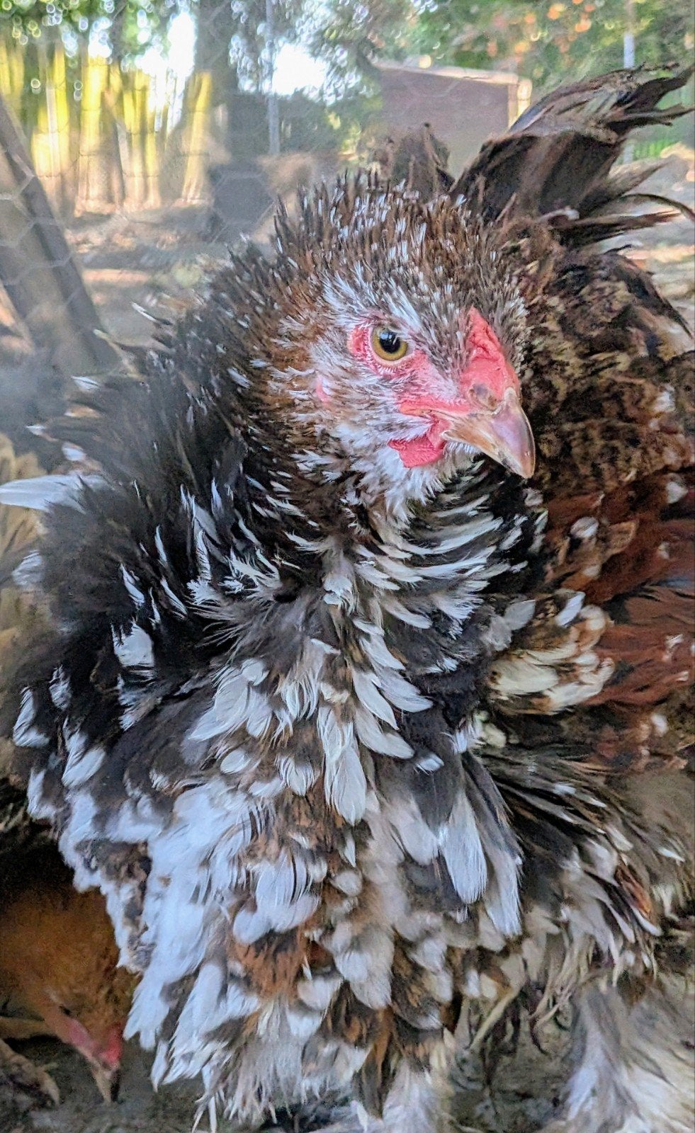 Brahma haan porselein krulveer, Mâle, Poule ou poulet