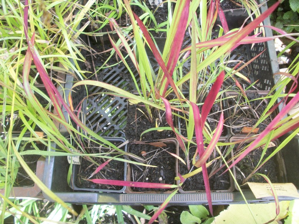 Imperata cylindrica 'Red Baron', Tuin en Terras, Planten | Tuinplanten, Ophalen, Vaste plant, Siergrassen, Volle zon