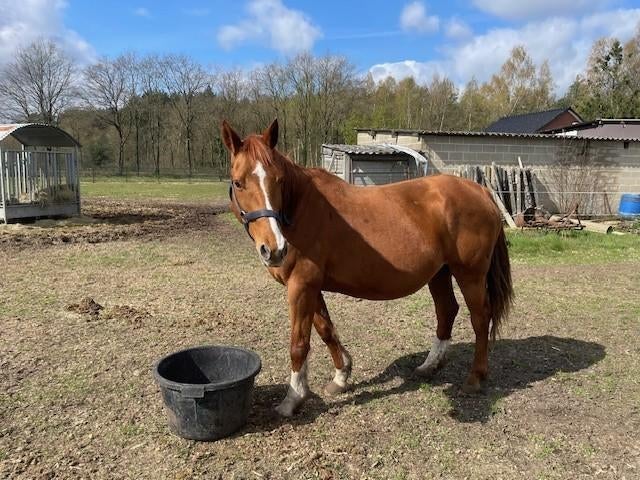 recreatie-fokmerrie, Dieren en Toebehoren, Merrie, Springpaard, Met stamboom, L