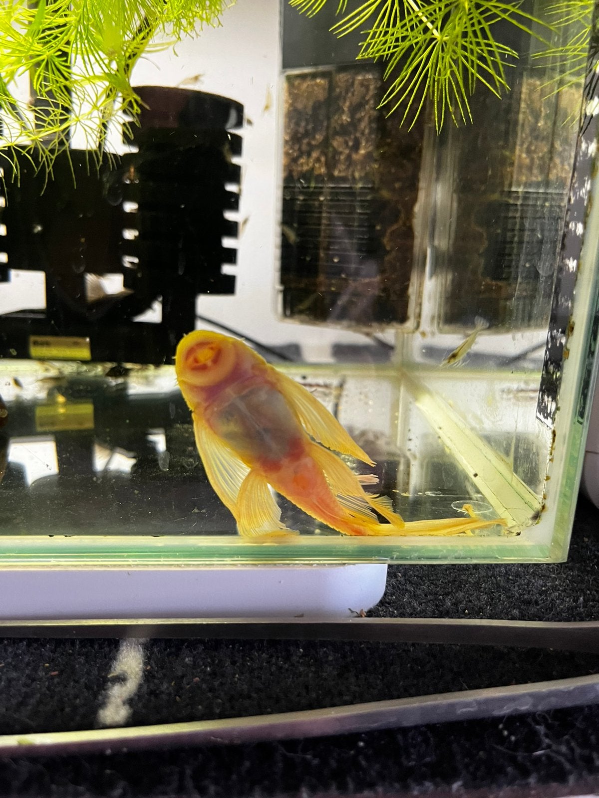 Lemon longfin koopel 35€