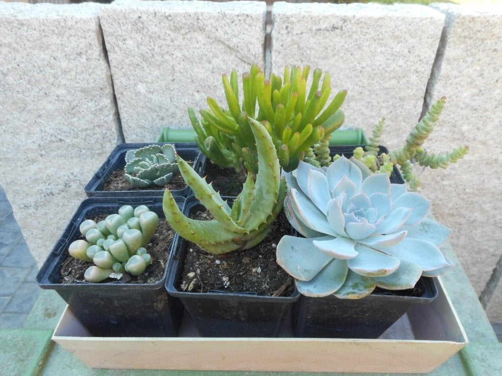 Plantes, Plein soleil, Été, Plante fixe, Enlèvement ou Envoi