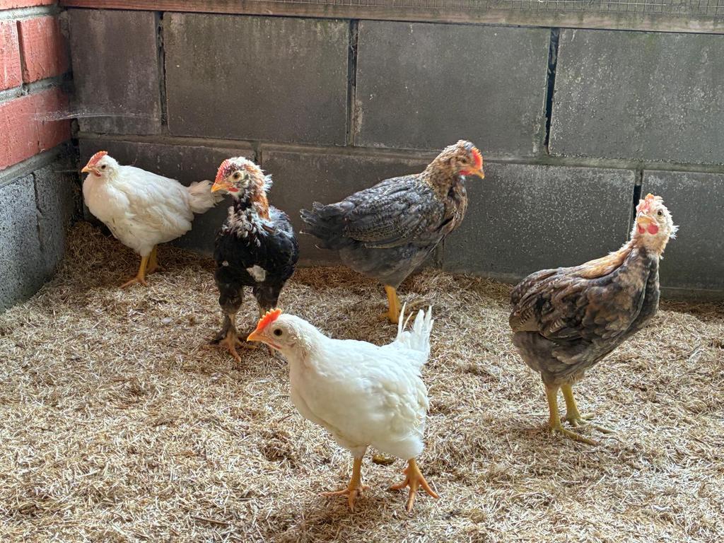Gratis jonge hanen, Dieren en Toebehoren, Pluimvee, Mannelijk, Kip