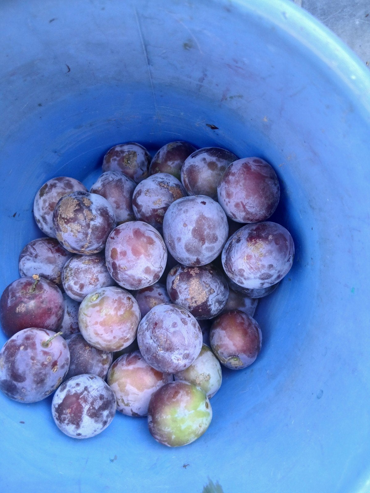 Verse bio blauwe pruimen, Divers, Produits alimentaires, Enlèvement