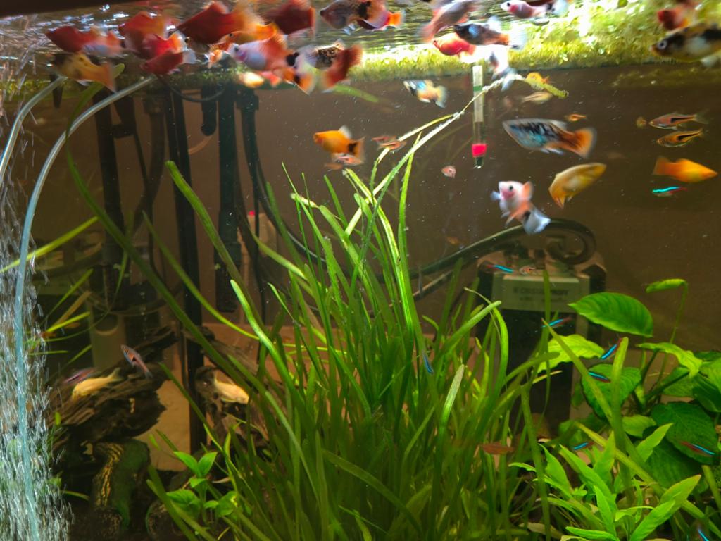 10 platy vissen samen 20 €, Dieren en Toebehoren, Vissen | Aquariumvissen