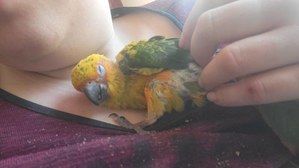 Conure soleil super apprivoisé, Dieren en Toebehoren