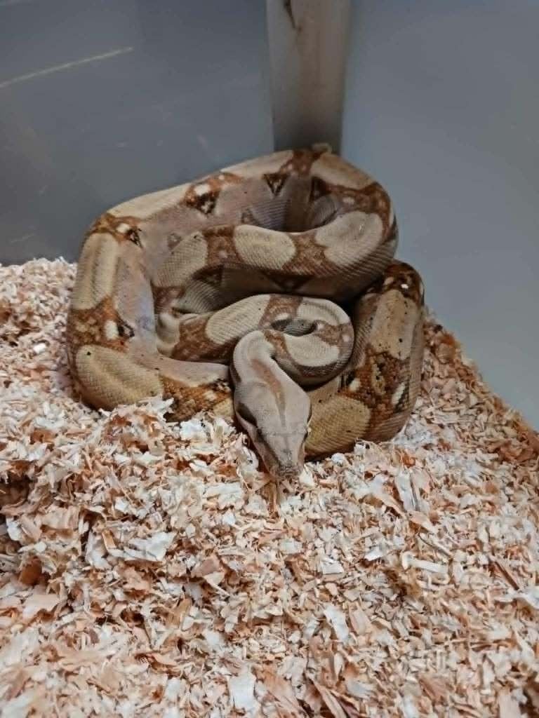 boa, Serpent, 0 à 2 ans