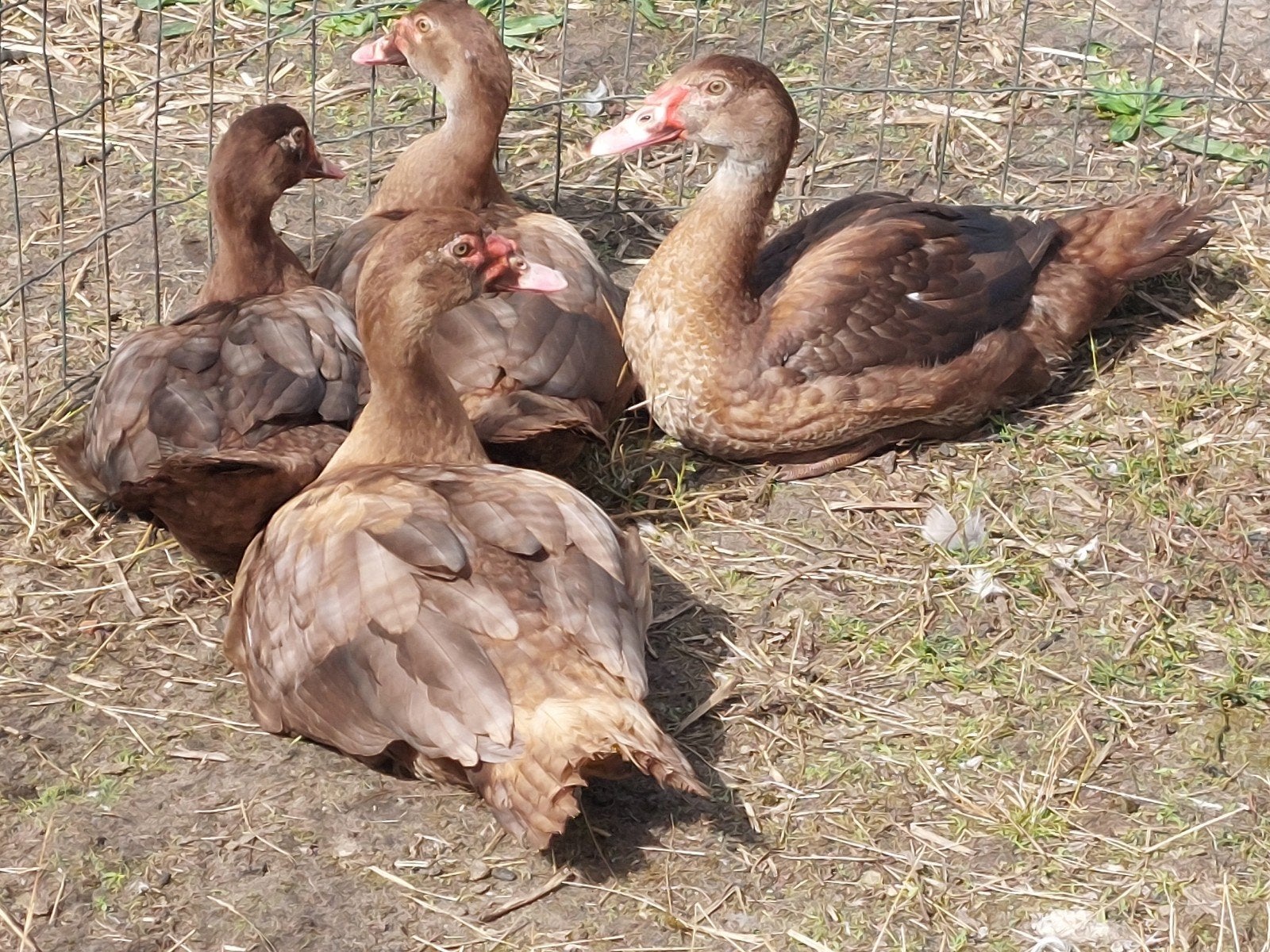 Kleurzuivere mannelijke barberie / muskus eenden, Dieren en Toebehoren, Mannelijk, Eend