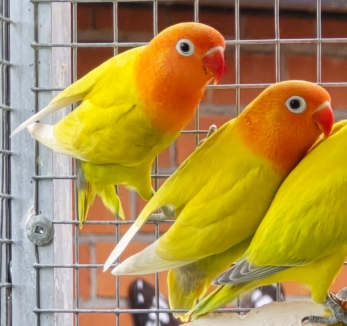 2 Pastelino/Opaline Fischeri mannen 2026, Dieren en Toebehoren, Vogels | Parkieten en Papegaaien, Dwergpapegaai of Agapornis, Mannelijk