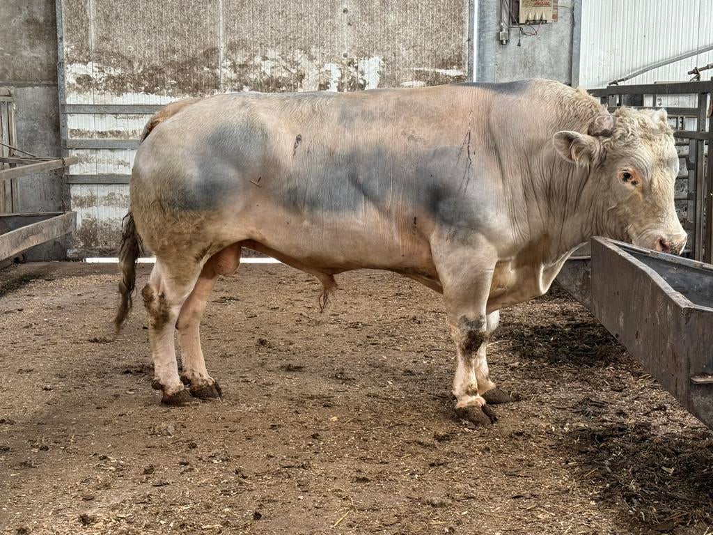 Zware dekstier, Dieren en Toebehoren