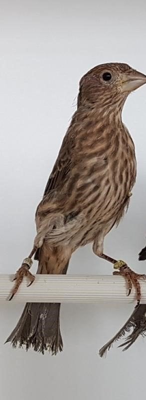 Mexicaanse roodmus (pop), Dieren en Toebehoren, Geringd
