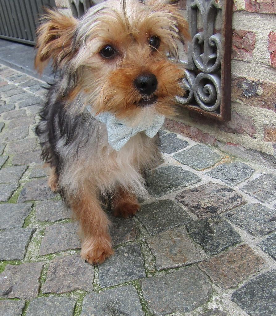 Puberpuppy yorkshire terriër reutje, Dieren en Toebehoren, België, 15 weken tot 1 jaar, Reu, Eén hond