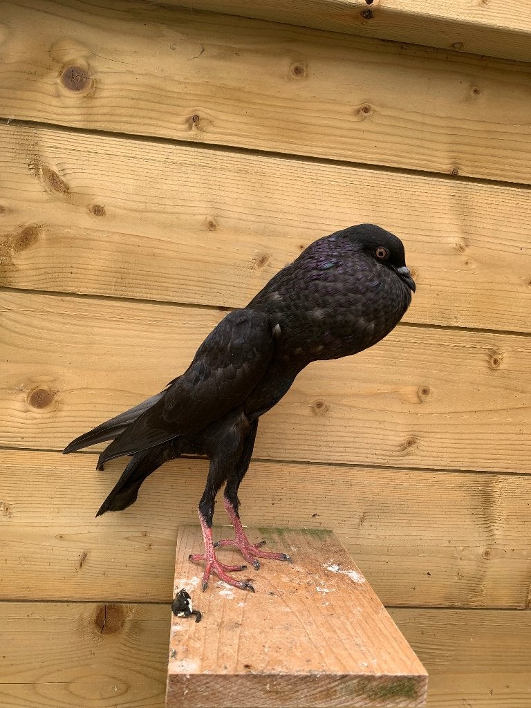 Jonge zwarte brunners, Dieren en Toebehoren, Vogels | Duiven, Meerdere dieren, Kropper