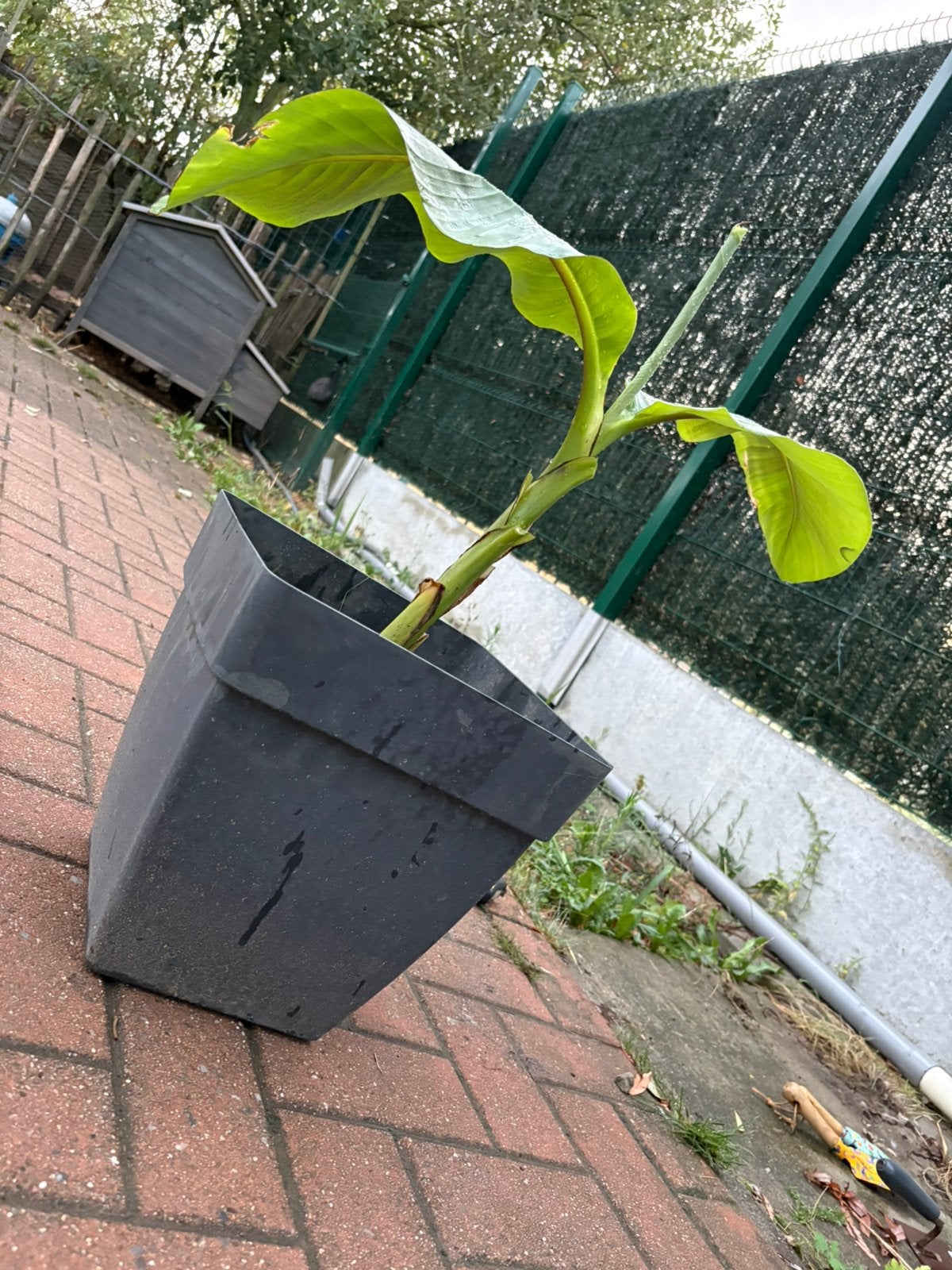 Musa basjoo, Tuin en Terras, Ophalen