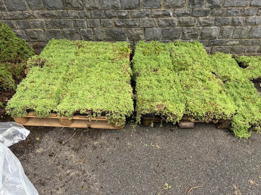 Bacs Hydropack SEDUM Select pré cultivés, Tuin en Terras, Ophalen, Zo goed als nieuw