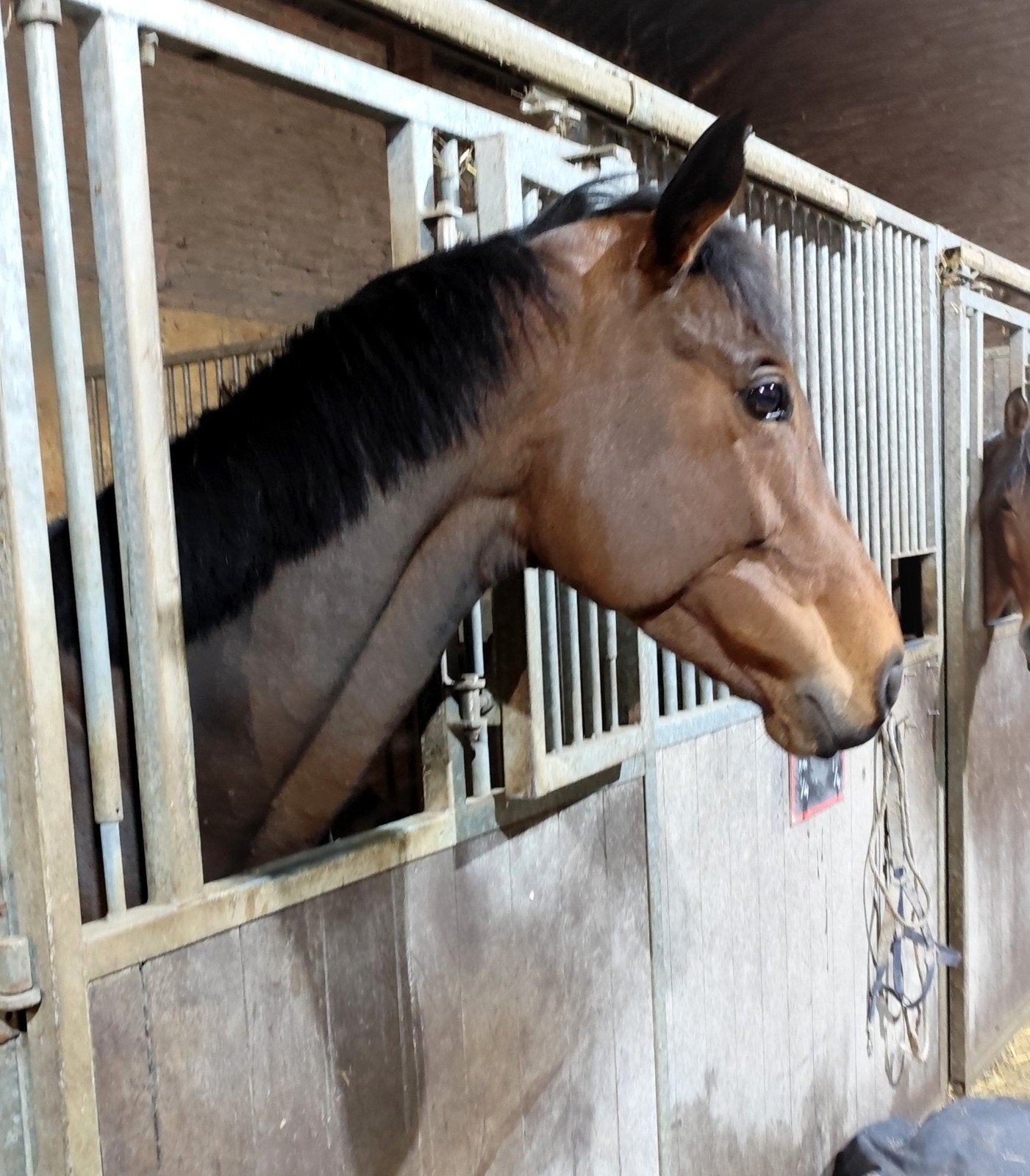 Brave grote E pony met springwedstrijd ervaring! VLOTTE AFH, Animaux & Accessoires, Poneys, Vermifugé, B, Poney E (1.48 m - 1.57m)