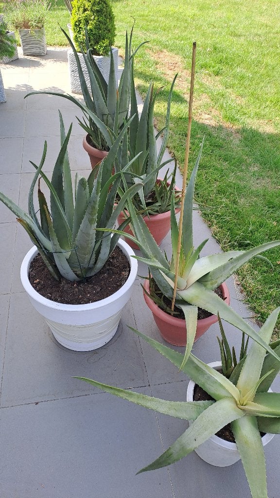 Plantes d'aloe vera, Autres espèces, Ne fleurit pas, Enlèvement, Plante fixe