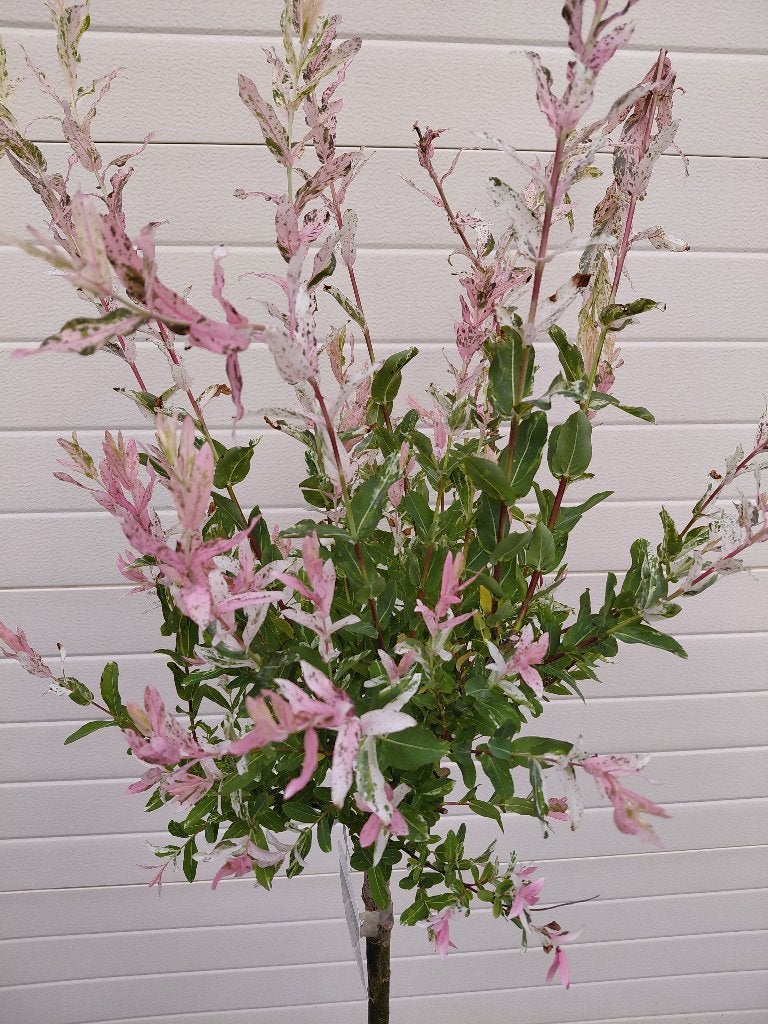Salix Nishiki op stam, Enlèvement, Mi-ombre
