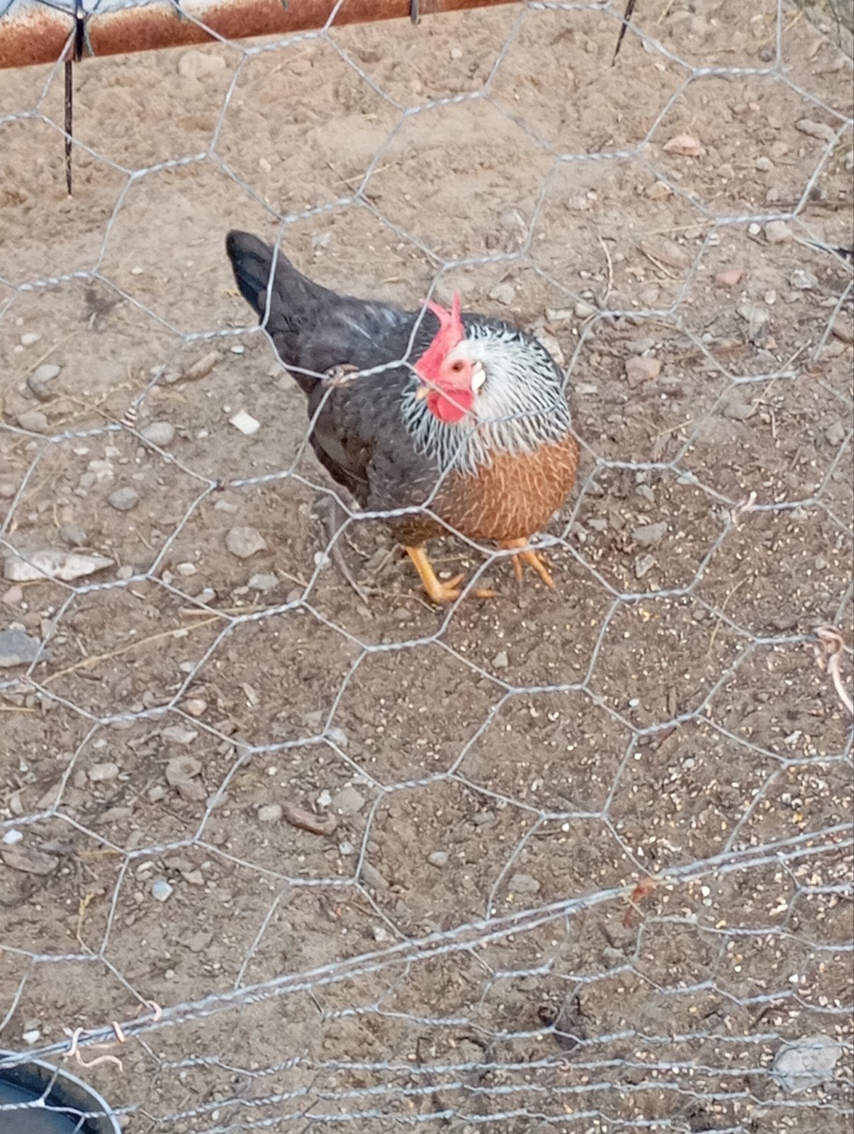 Trio leghorn zilverpatrijs