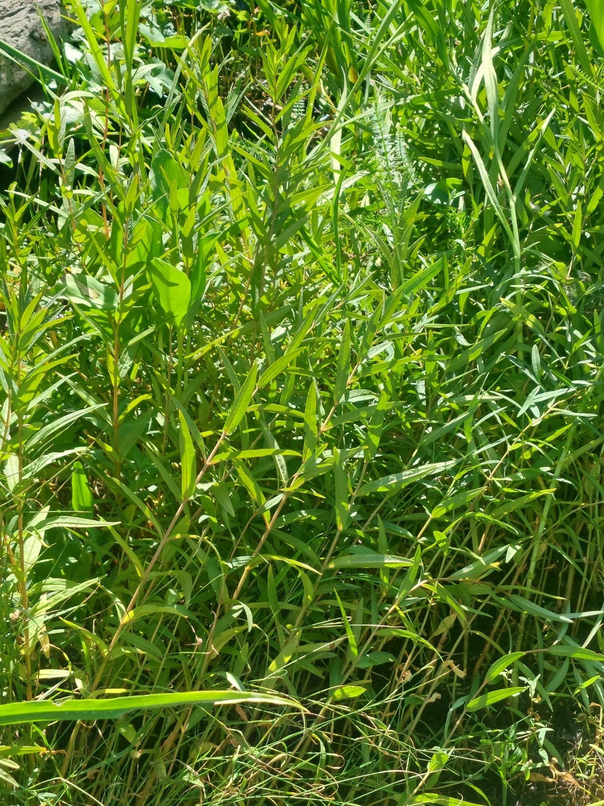 Vijverplanten, Tuin en Terras, Vijvers, Ophalen