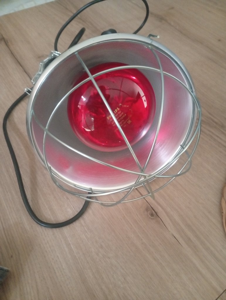 Dieren lamp, Ophalen