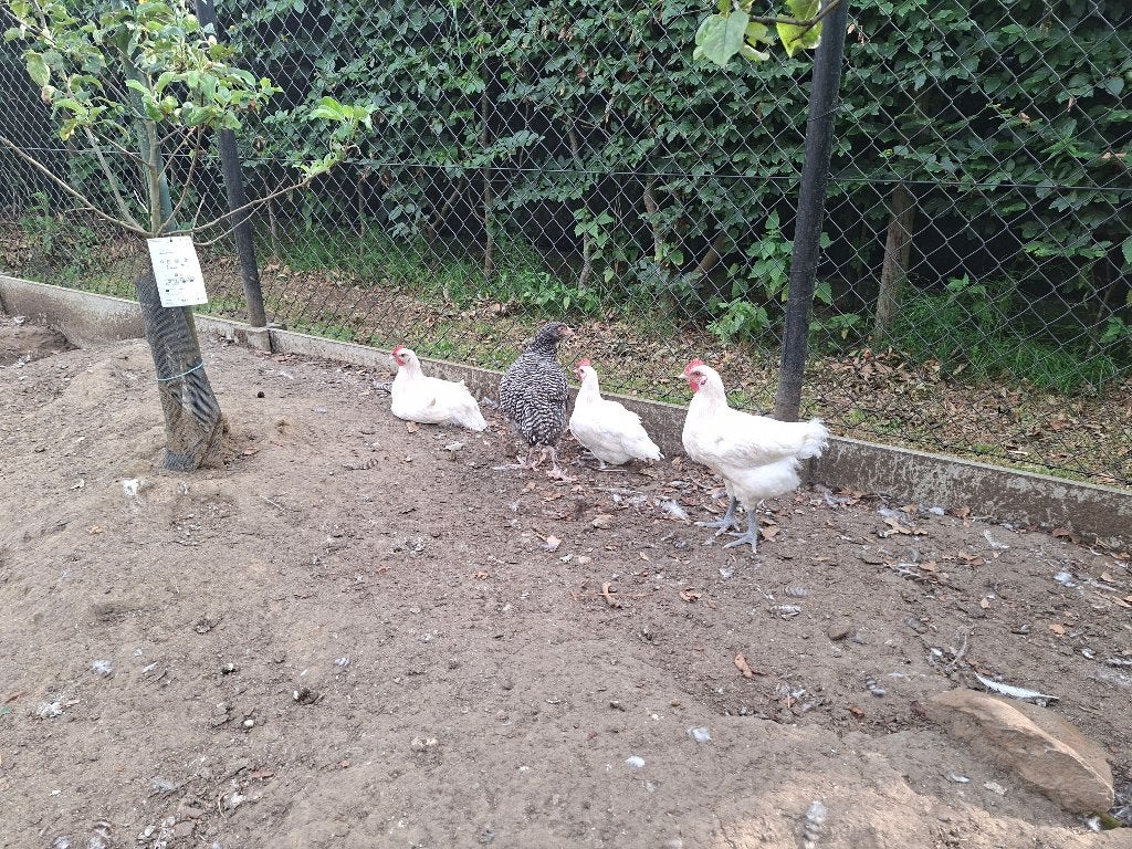 Trio poule de bresse en mechelse koekoek