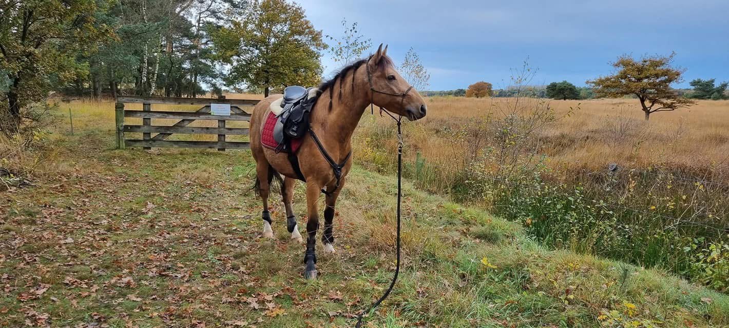 Eerlijke sport- en/of recreatiepony: New Forest ruin 10 jaar, Dieren en Toebehoren