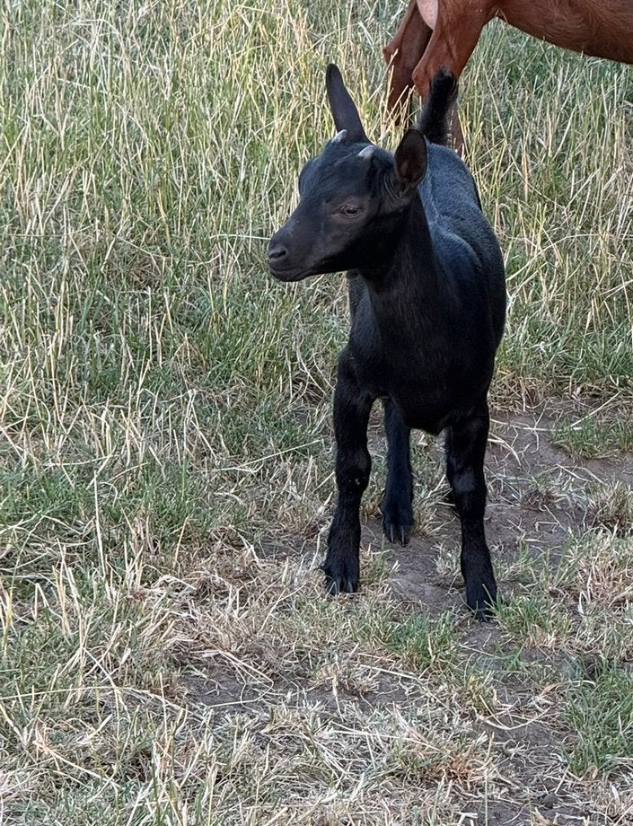 Zwart geitlammetje, Dieren en Toebehoren, Schapen, Geiten en Varkens, Vrouwelijk, Geit, 0 tot 2 jaar