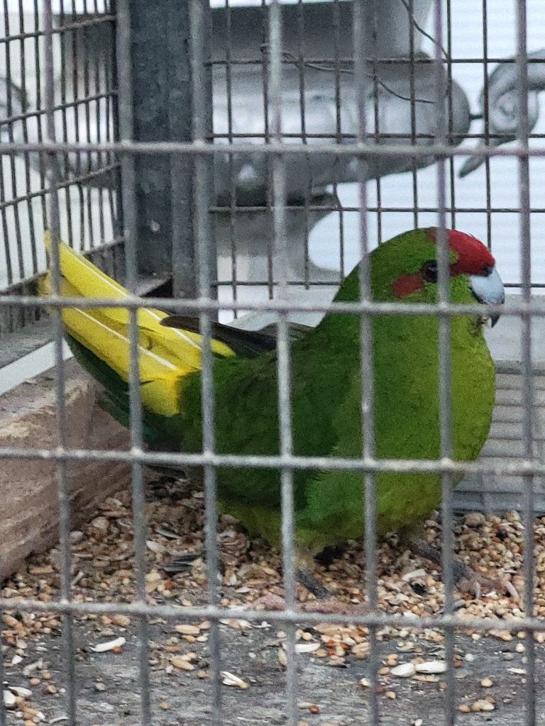Kakariki groen, Mannelijk, Parkiet