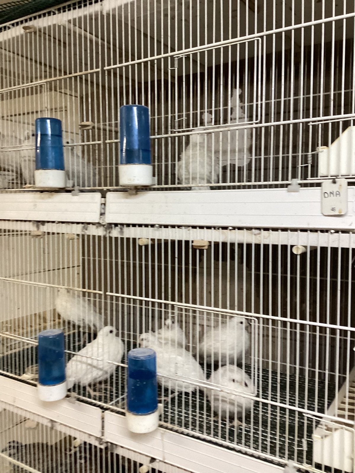 Boom kwartels versch kleuren, Dieren en Toebehoren, Ophalen, Zo goed als nieuw