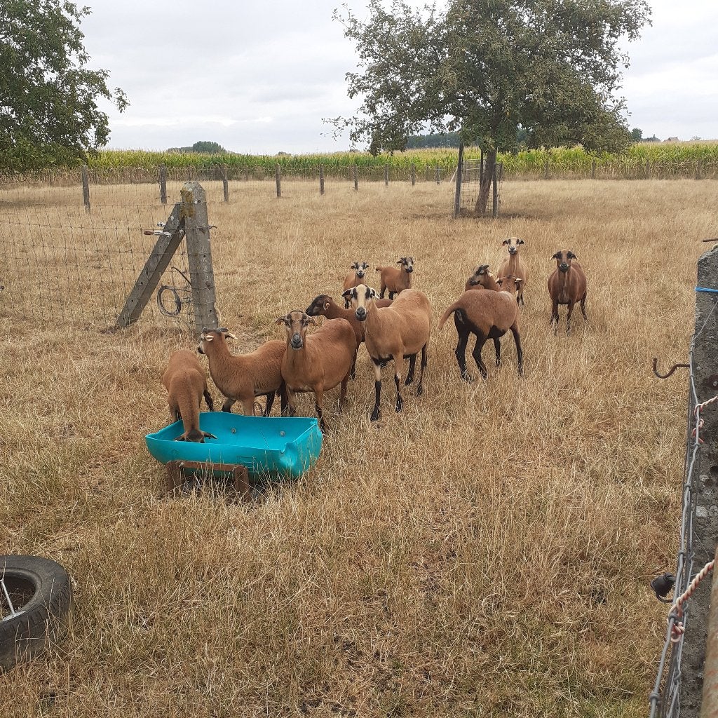 8 autres jeunes moutons, chèvres, béliers, race camerounaise, Mâle, Mouton, 0 à 2 ans