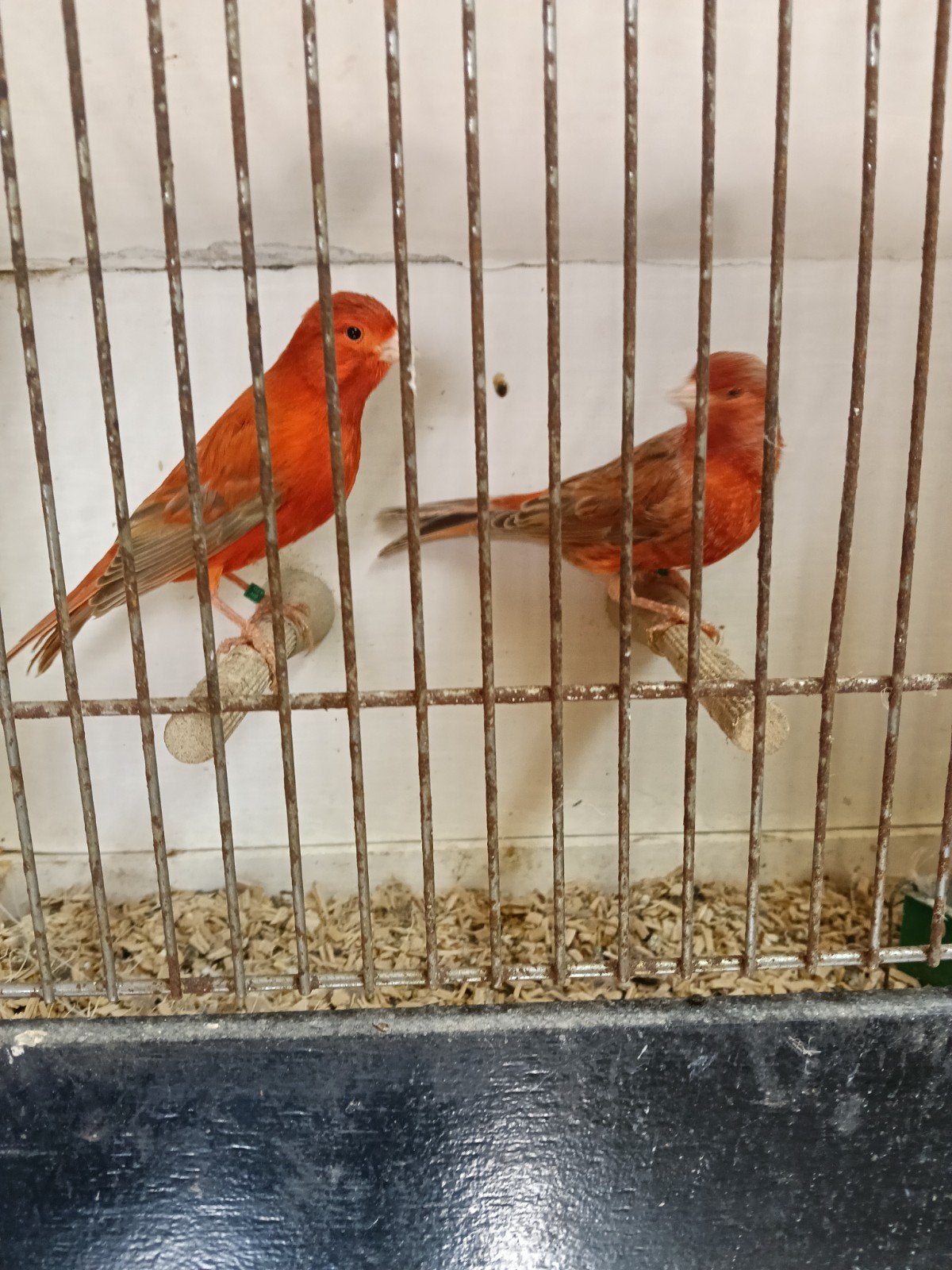 rood Isabel kanaries, Dieren en Toebehoren