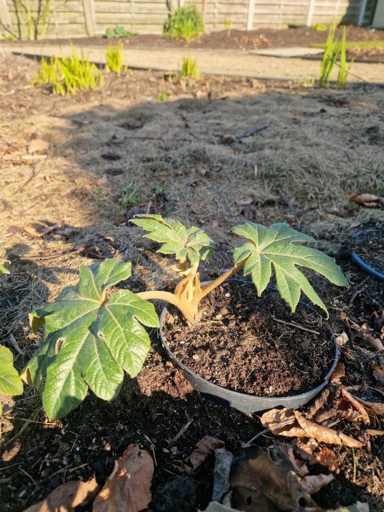 Tetrapanax papyrifera (3 laatste voorlopig ,), Tuin en Terras, Ophalen, Winter