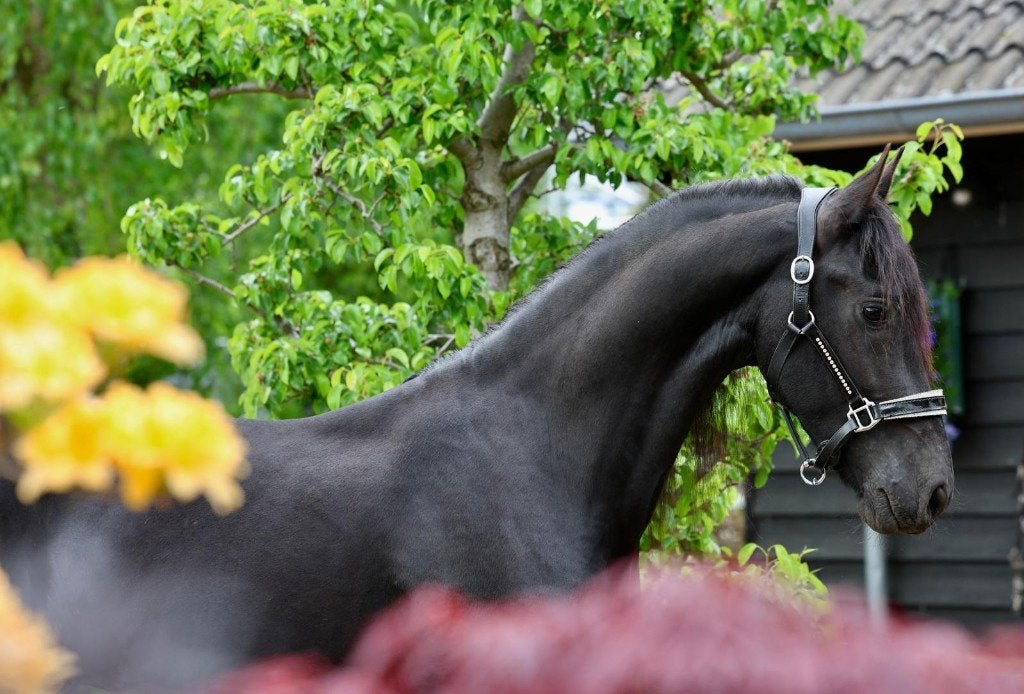 Prachtige lieve Friese hengst, Dressuurpaard, Hengst, 3 tot 6 jaar, 160 tot 165 cm
