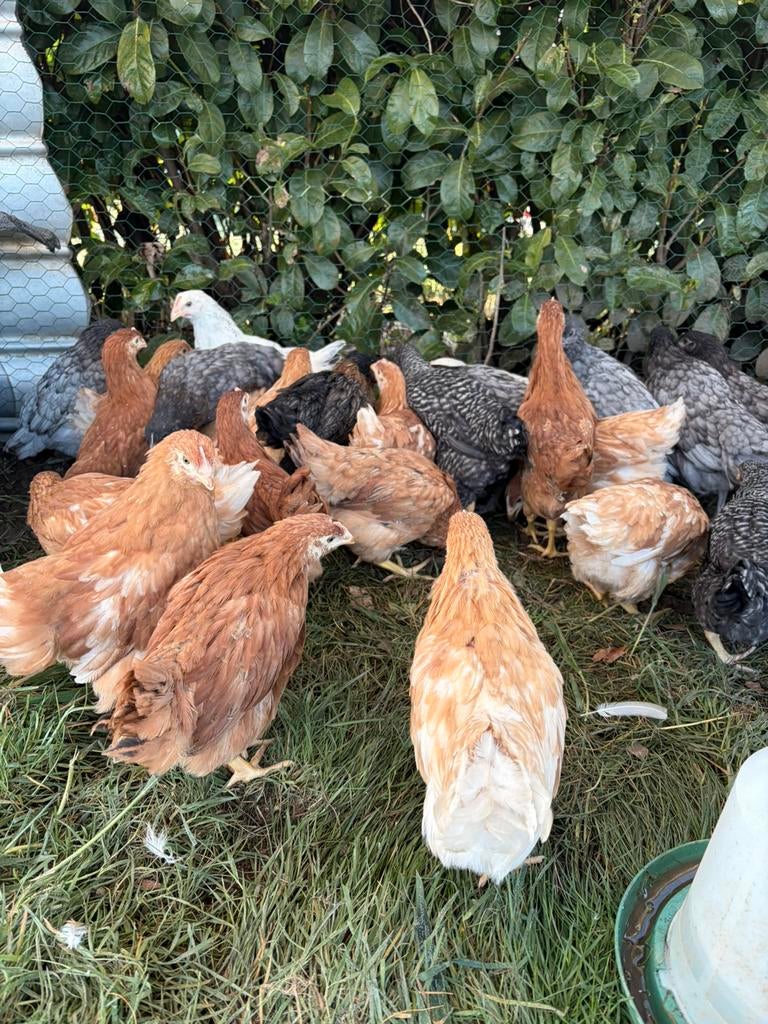 Poules pondeuses, Enlèvement