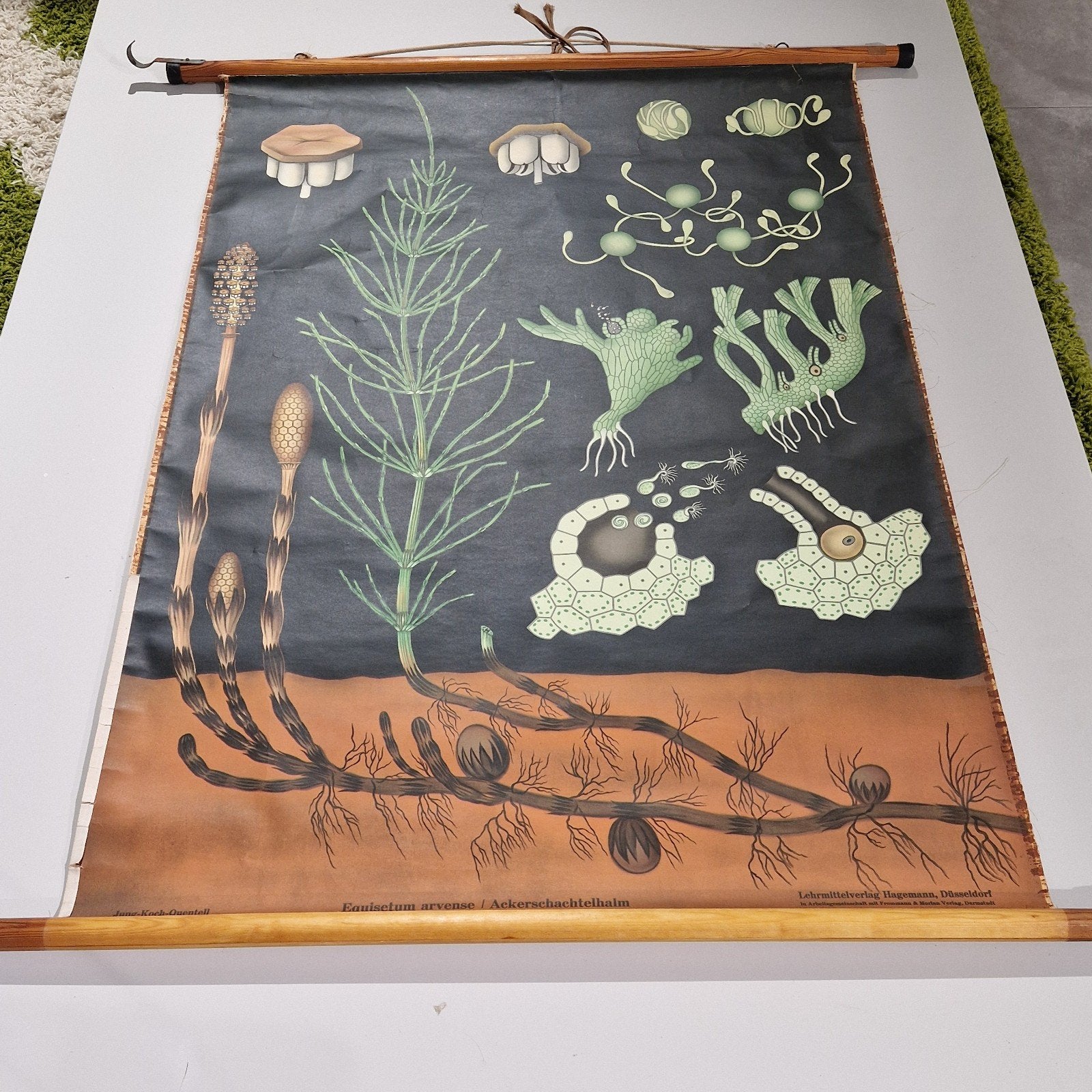 Jung koch  Quentell - Germany.
De lithografische kaart, Antiek en Kunst, Antiek | Schoolplaten, Ophalen of Verzenden
