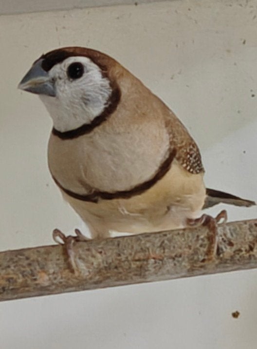 Bichenow beige, Dieren en Toebehoren, Meerdere dieren