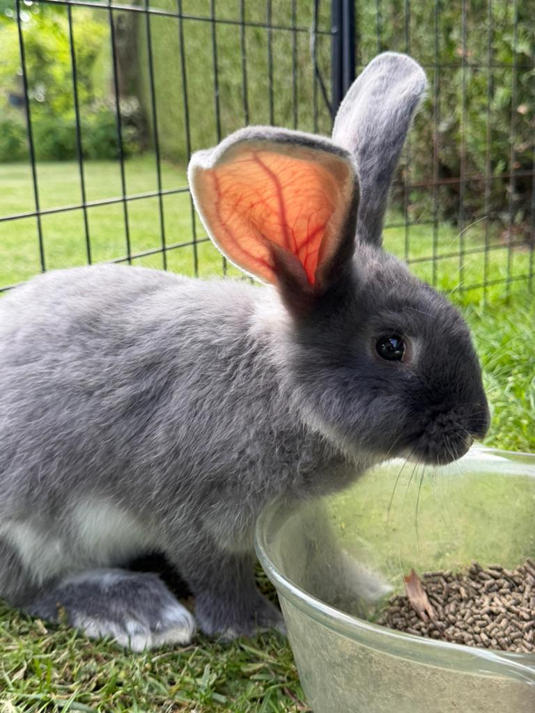 2 broertjes duitse reuzen, Dieren en Toebehoren