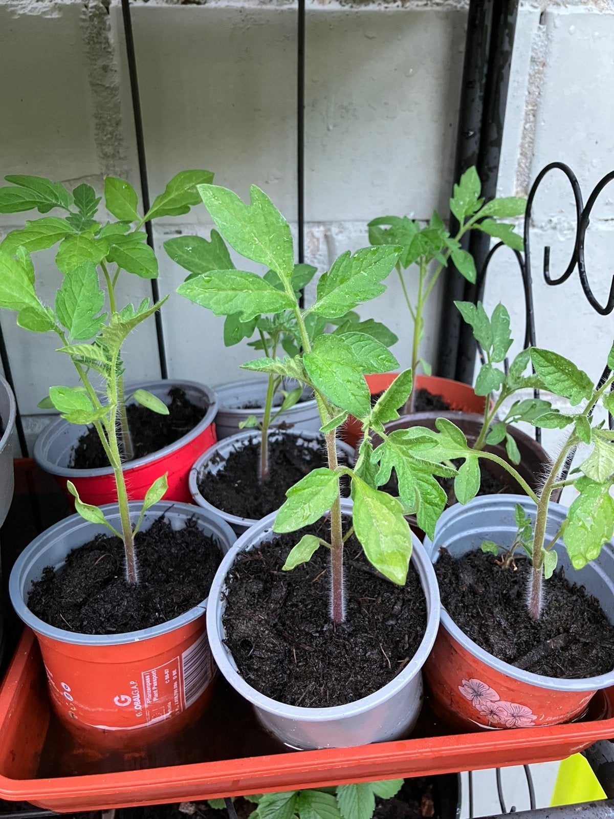 Tomatenplanten, Ophalen
