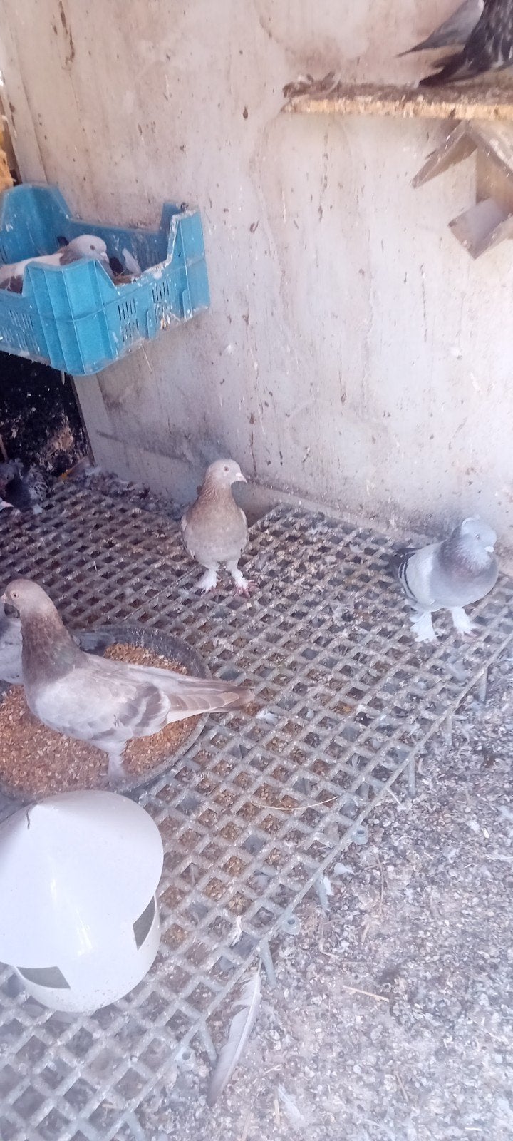 super takla oyunlu kuşlar, Animaux & Accessoires