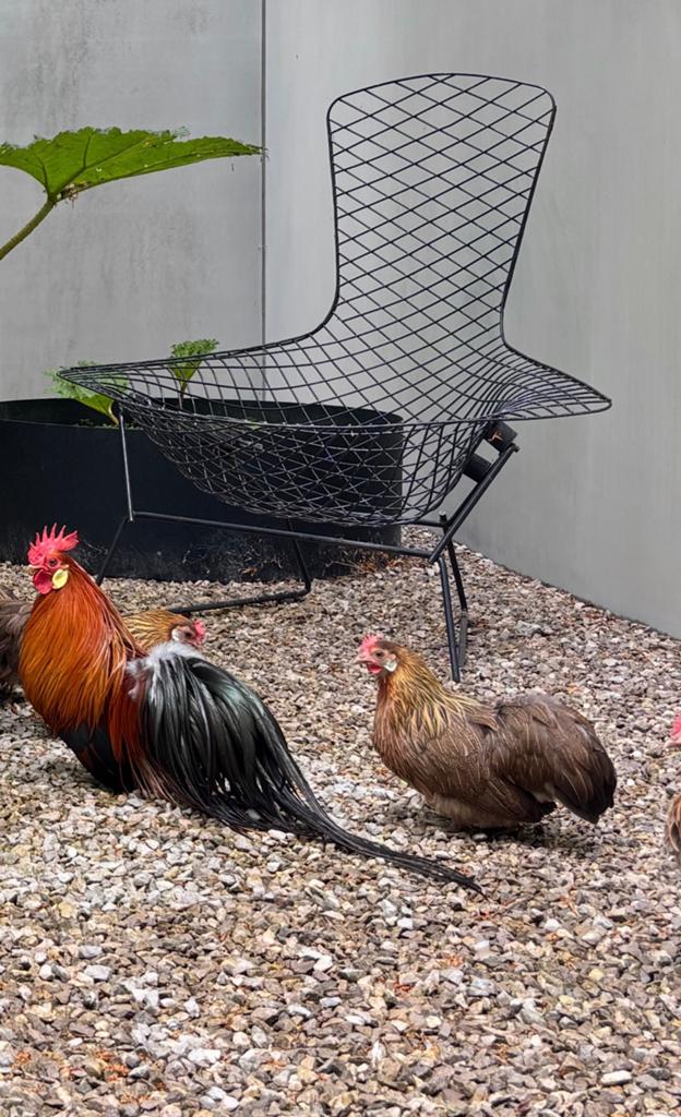 Ohiki kippen, Meerdere dieren, Kip