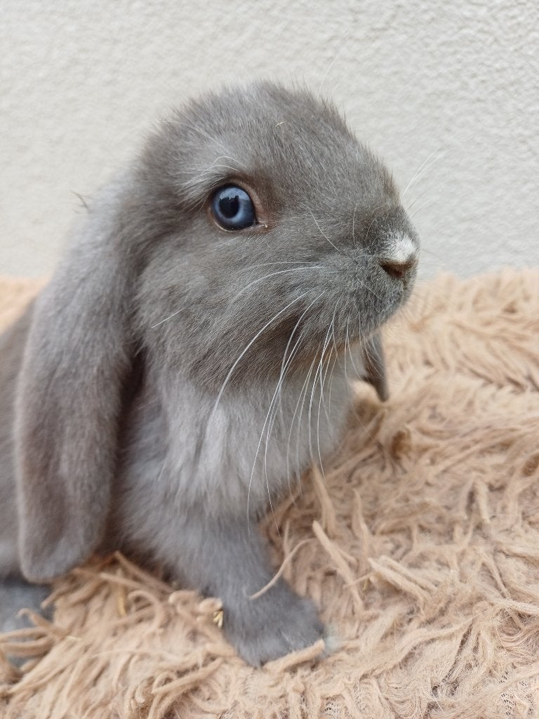 Knappe franse hangoor ram, Dieren en Toebehoren, Mannelijk, Groot, Hangoor, 0 tot 2 jaar