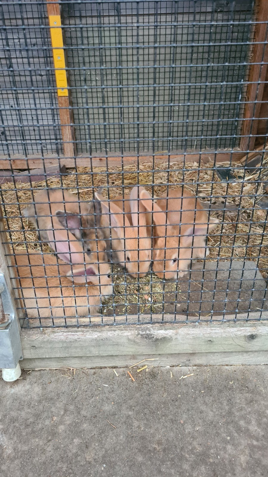 géant flamand, Plusieurs animaux, Grand, 0 à 2 ans